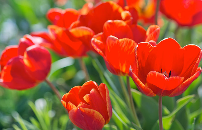 Vibrant red tulips bloom in a sunlit garden, surrounded by lush green foliage, creating a colorful and serene outdoor setting.