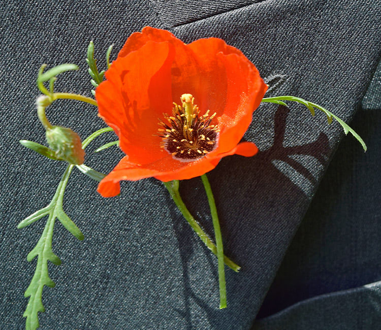 A bright orange poppy flower with visible stamens is pinned to a dark grey fabric, likely part of a suit jacket, with delicate green stems and leaves.