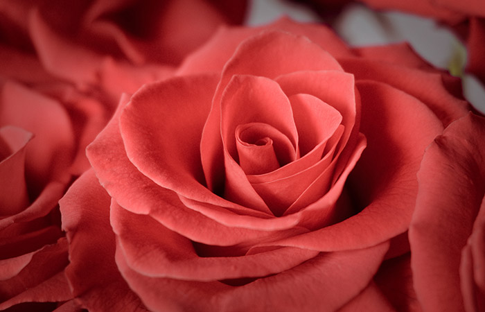 Photograph of desire Roses