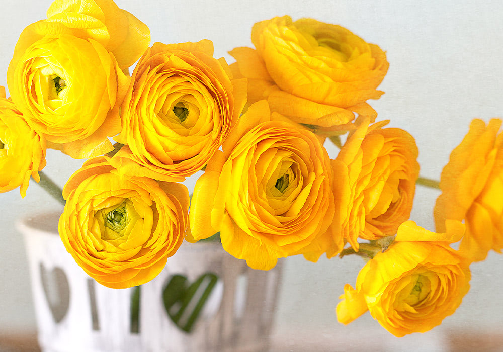 Yellow ranunculus flowers bloom, arranged in a white decorative vase with heart-shaped cutouts, against a light gray background.