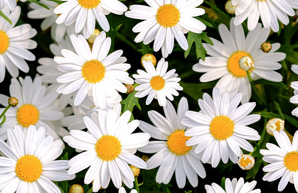 White daisies with yellow centers bloom amidst green leaves, filling the entire frame and creating a vibrant, natural scene.