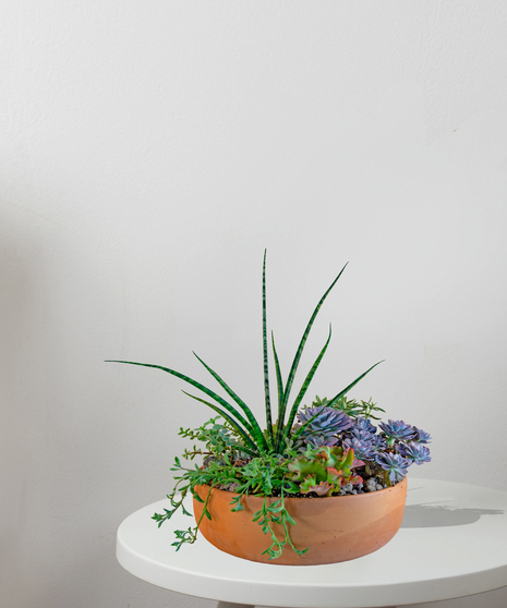 Several green succulents arranged in a special container.