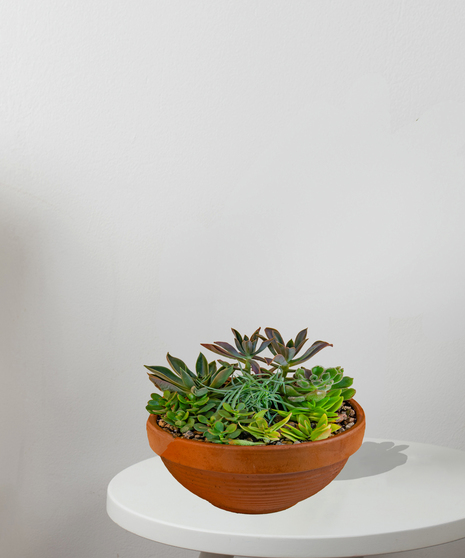 Several green succulents arranged in a special container.