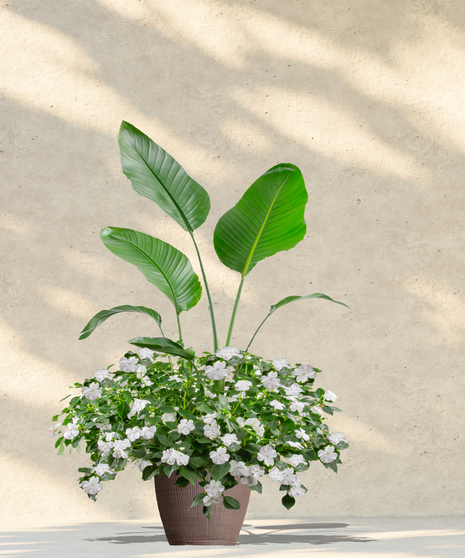 Blooming Hibiscus Plants - Delivered in Baton Rouge by Billy Heroman's