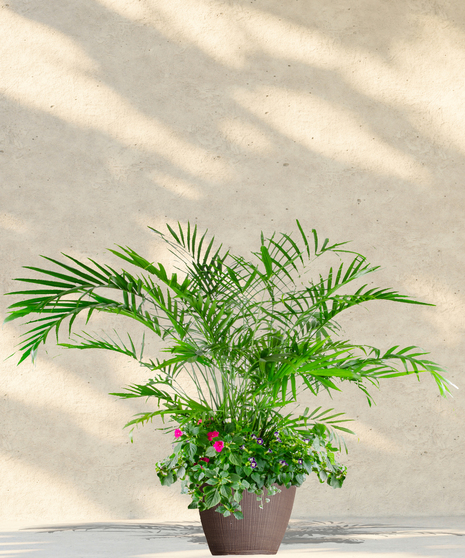 Blooming Hibiscus Plants - Delivered in Baton Rouge by Billy Heroman's