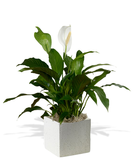 Six Inch Spathiphyllum Plant in Decorative Container - Delivered in Baton Rouge, LA by Billy Heroman's