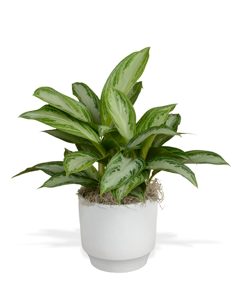 Chinese Evergreen - Upgraded Ceramic Container