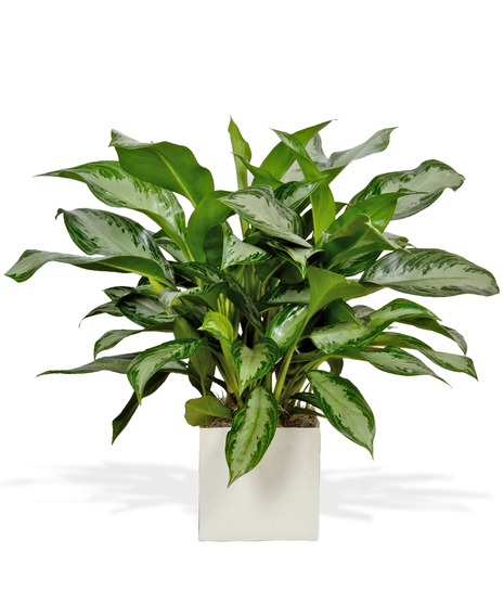 Six Inch Chinese Evergreen Plant in Decorative Container - Delivered in Baton Rouge, LA by Billy Heroman's