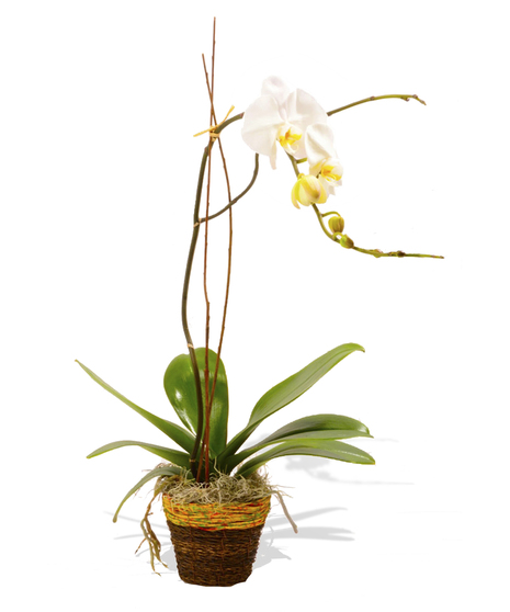 holiday blooming orchid plant delivered baton rouge la