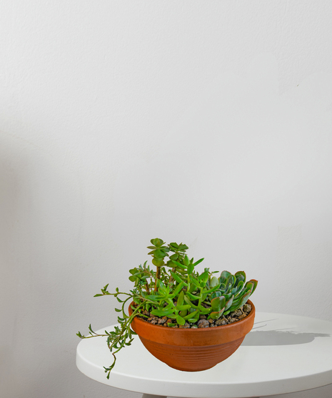 Several green succulents arranged in a special container.