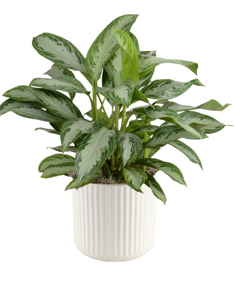 Six Inch Chinese Evergreen Plant in Decorative Container - Delivered in Baton Rouge, LA by Billy Heroman's