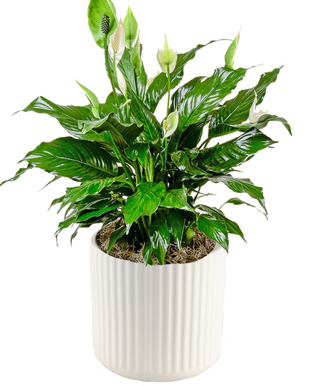 Six Inch Spathiphyllum Plant in Decorative Container - Delivered in Baton Rouge, LA by Billy Heroman's