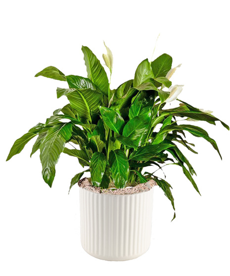 Six Inch Spathiphyllum Plant in Decorative Container - Delivered in Baton Rouge, LA by Billy Heroman's