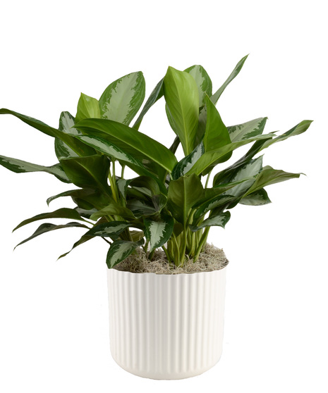 Six Inch Chinese Evergreen Plant in Decorative Container - Delivered in Baton Rouge, LA by Billy Heroman's