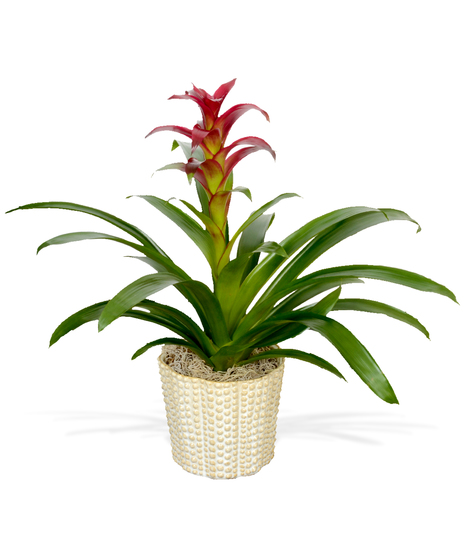 Three bromeliads of different colors in a premium white decorative container