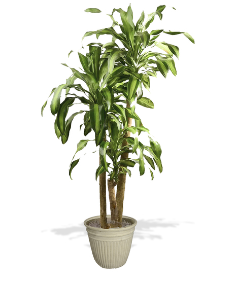 Dracaena - Massangeana