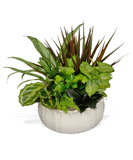 Assorted Fall Green & Blooming Plants European Garden in a ceramic container delivered Baton Rouge LA