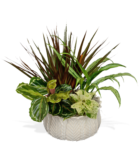 Assorted Fall Green & Blooming Plants European Garden in a ceramic container delivered Baton Rouge LA