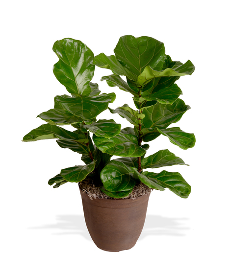 Fiddle-Leaf Fig Trees and Bushes Delivered in Baton Rouge by Billy Heroman's