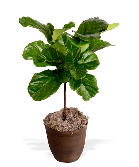 Fiddle-Leaf Fig Trees and Bushes Delivered in Baton Rouge by Billy Heroman's