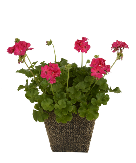 Full Service Geraniums