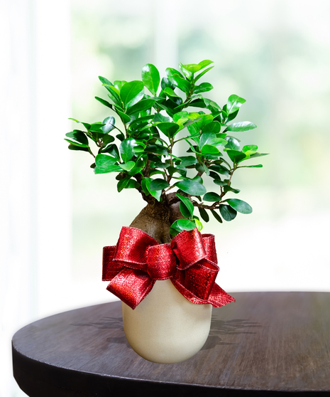 Ginseng Ficus - January Birthday Plant