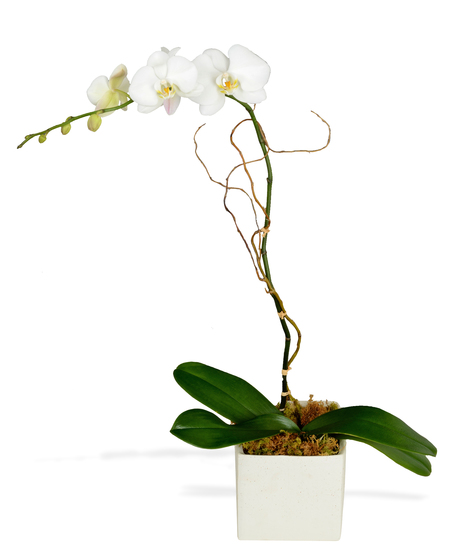 Phalaenopsis Orchid Blooming Plant  delivered  Baton Rouge, LA 