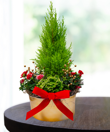 Jingle Bell Garden flower arrangement featuring a vibrant lemon cypress tree, red flowers, golden berries, and a festive red bow in a gold planter.