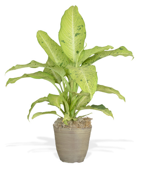 Dieffenbachia