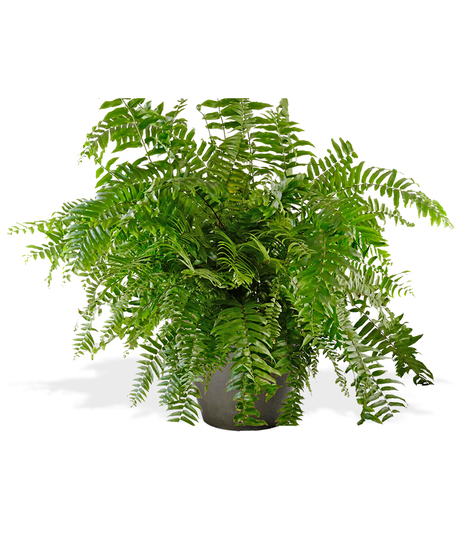 Green Boston Fern Plants delivered in Baton Rouge LA