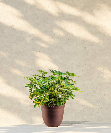 Schefflera Arboricola Plant