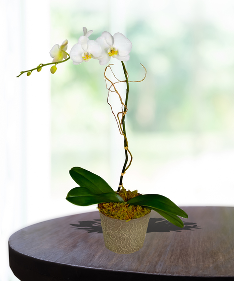 Single Orchid Plant