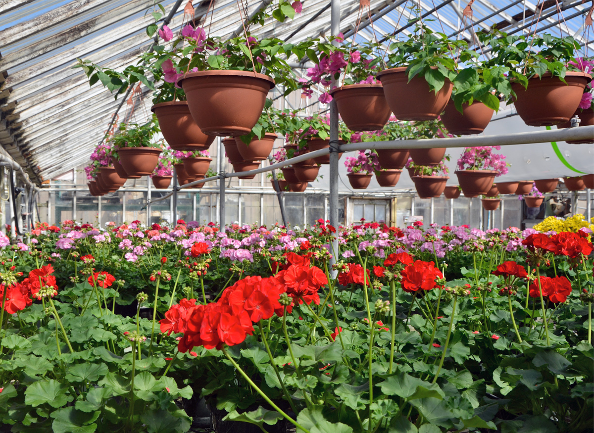 Outdoor flowers and plants on display in our spacious greenhouse